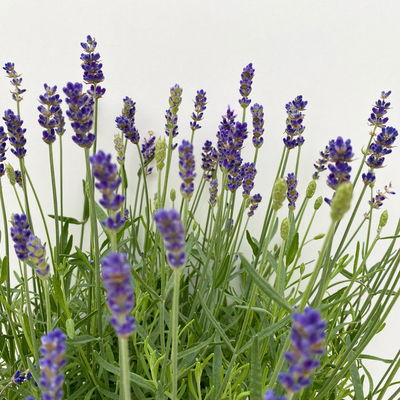 Lavendel 'Hidcote Blue', dunkel-blauviolett, Topf-Ø 23 cm Lavendel 'Hidcote Blue', dunkel-blauviolett, Topf-Ø 23 cm