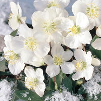 Christrose 'Christmas Carol' weiß, Topf-Ø 9 cm, 4er-Set