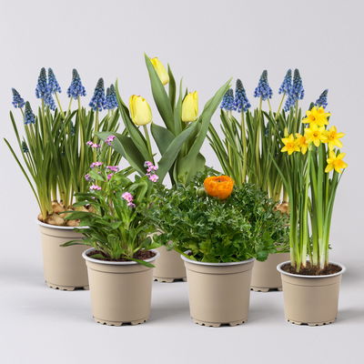 Pflanzenkreation Bunter Frühling, 6 Pflanzen Pflanzenkreation Bunter Frühling, 6 Pflanzen