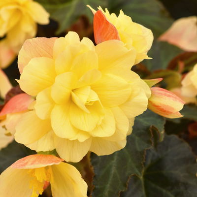 Begonie, halbhängend, Farbe zufällig, Topf-Ø 13 cm, 6 Pflanzen