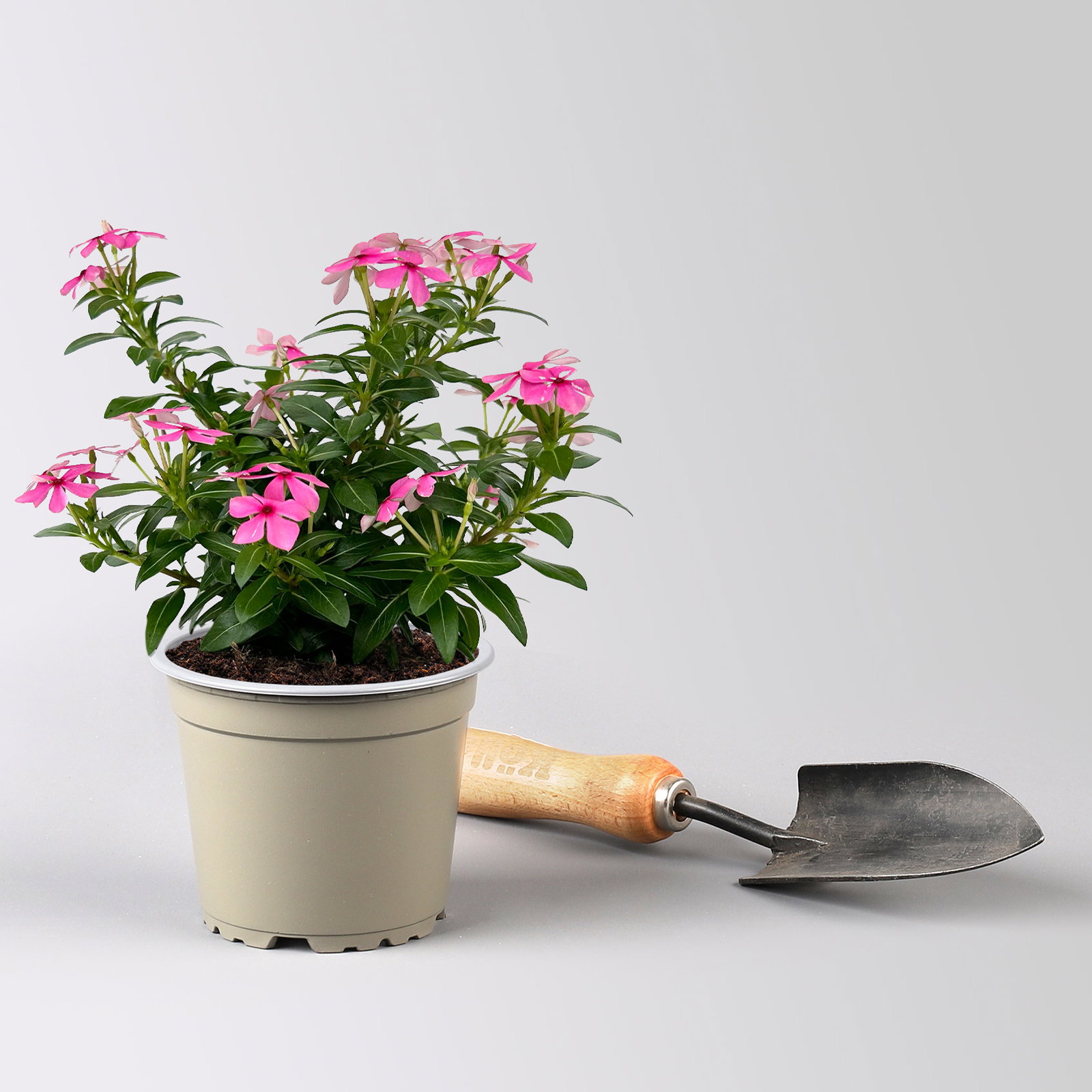 Catharanthus 'Soiree', Farben zufällig, kleinblütig, Topf-Ø 12 cm, 6 Pflanzen Catharanthus 'Soiree', Farben zufällig, kleinblütig, Topf-Ø 12 cm, 6 Pflanzen