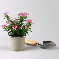 Catharanthus 'Soiree', Farben zufällig, kleinblütig, Topf-Ø 12 cm, 6 Pflanzen Catharanthus 'Soiree', Farben zufällig, kleinblütig, Topf-Ø 12 cm, 6 Pflanzen