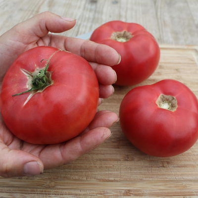 Blu Bio Salat-Tomatenpflanze 'Rose Crush F1', Topf-Ø 12 cm, 6er-Set