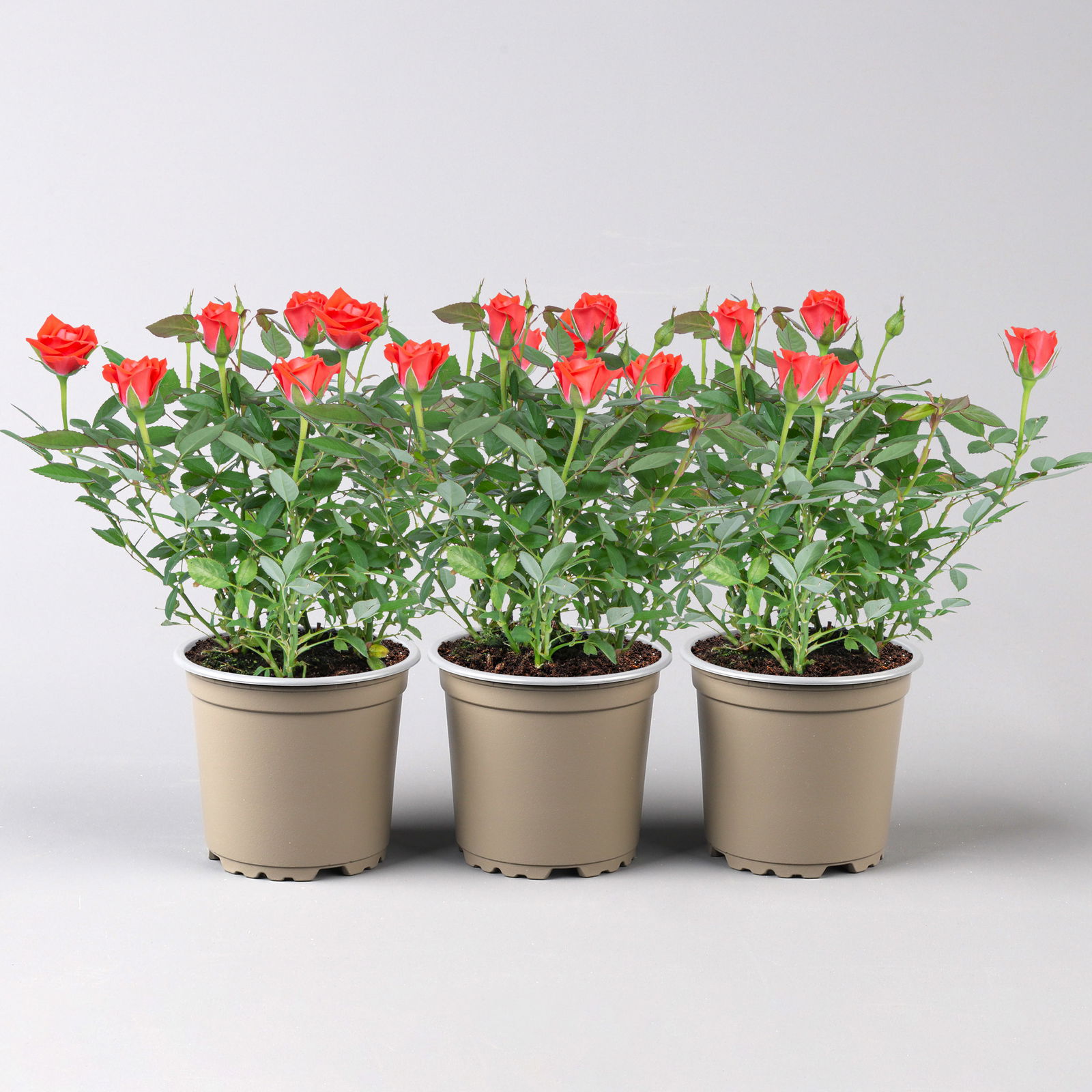 Rose 'Calibra Kordana® Classic' orange, Topf-Ø 10,5 cm, 3er-Set