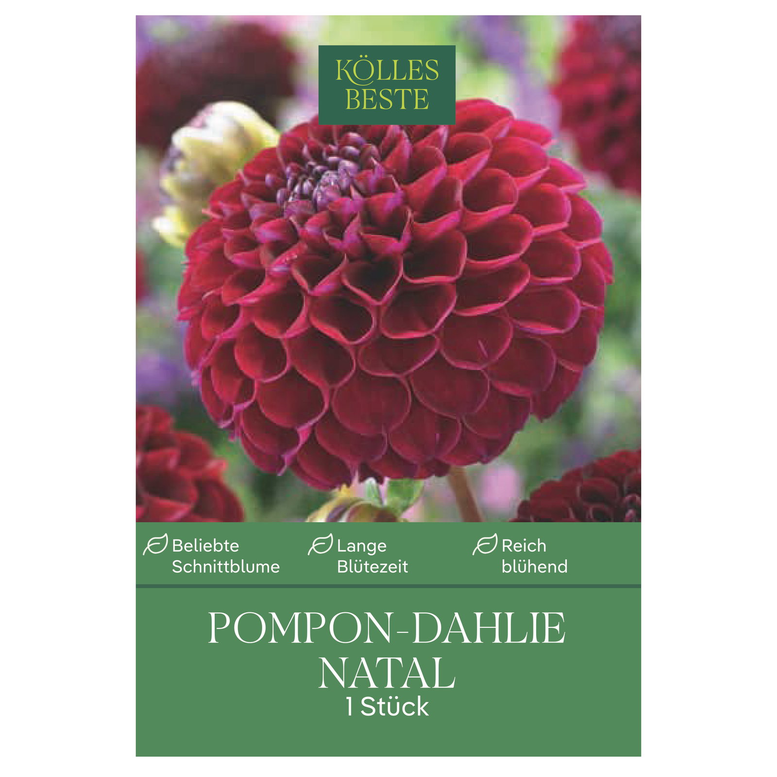Kölles Beste Pompon-Dahlien 'Natal' dunkelrot, 1 Blumenknolle