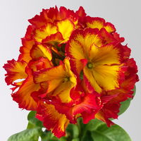Hohe Schlüsselblume 'Inara® Fire', rot-gelb, Topf-Ø 13 cm, 6 Pflanzen Hohe Schlüsselblume 'Inara® Fire', rot-gelb, Topf-Ø 13 cm, 6 Pflanzen