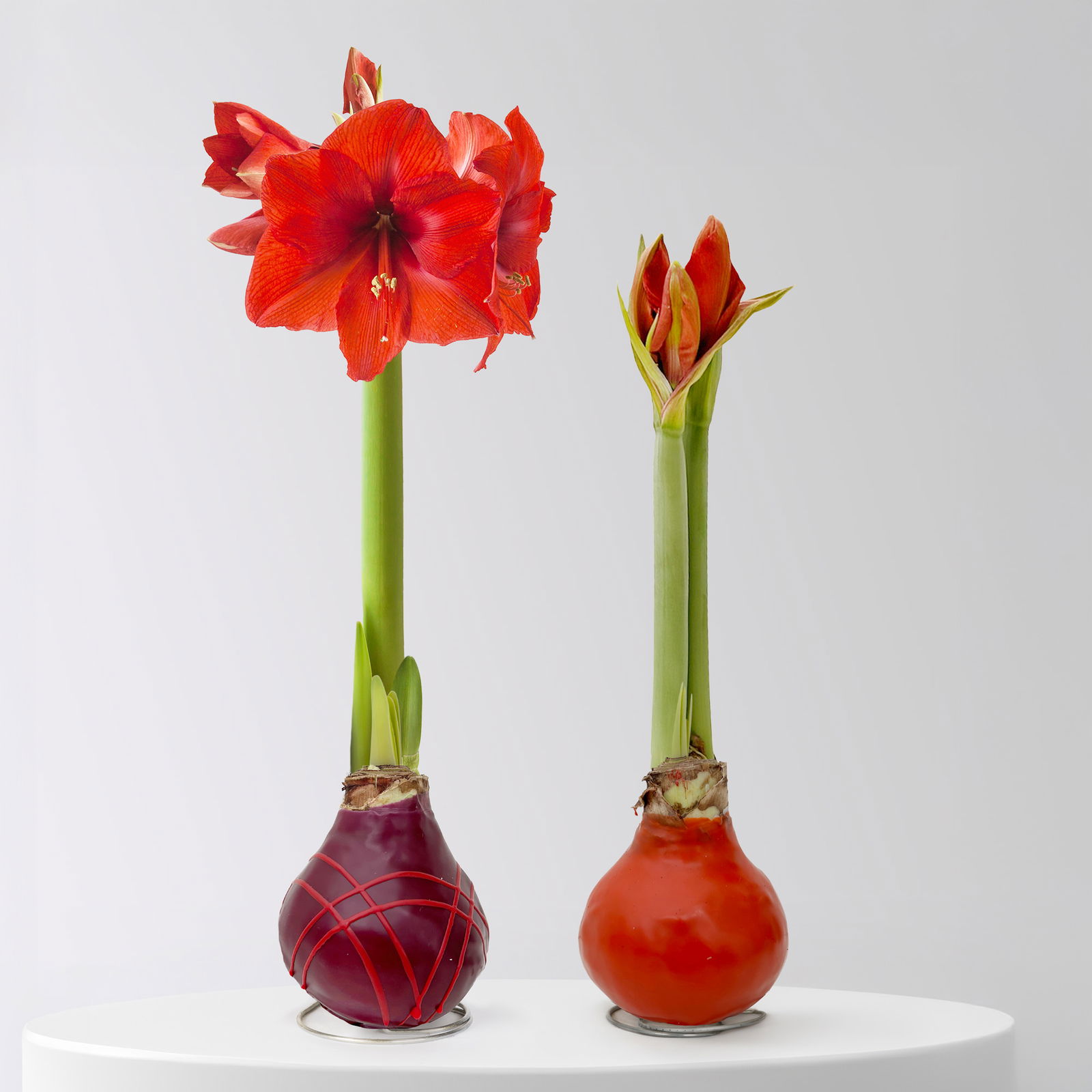 Amaryllis in Wachs, Dekor 'Indian Summer', Farbe zufällig, Blüte rot, 2 Pflanzen Amaryllis in Wachs, Dekor 'Indian Summer', Farbe zufällig, Blüte rot, 2 Pflanzen
