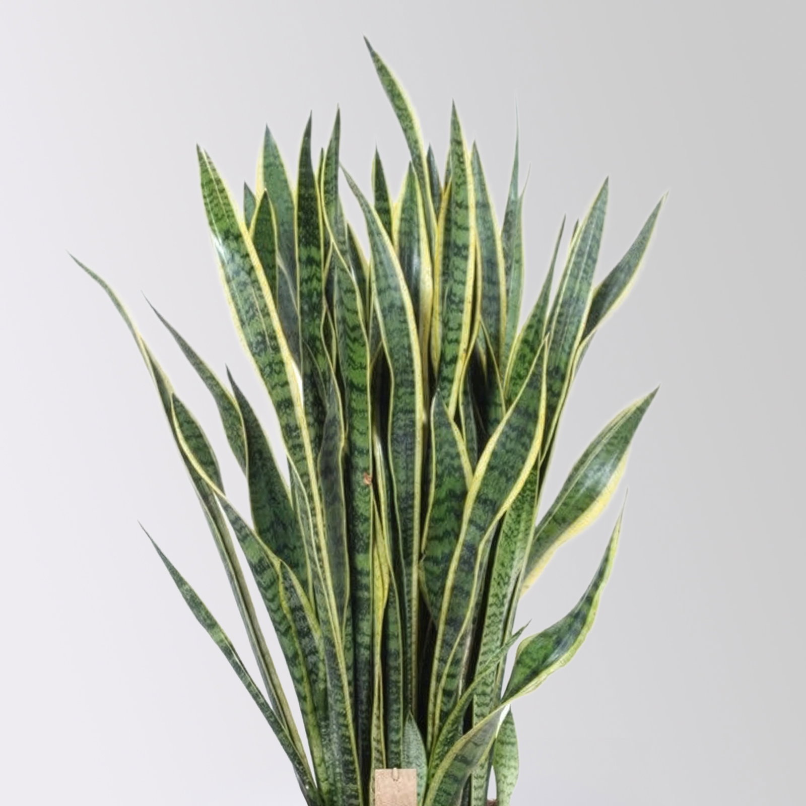 Bogenhanf 'Laurentii', grün-gelb, Topf-Ø 34 cm, Höhe ca. 100 cm