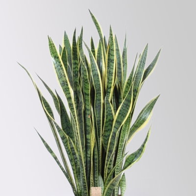 Bogenhanf 'Laurentii', grün-gelb, Topf-Ø 34 cm, Höhe ca. 100 cm