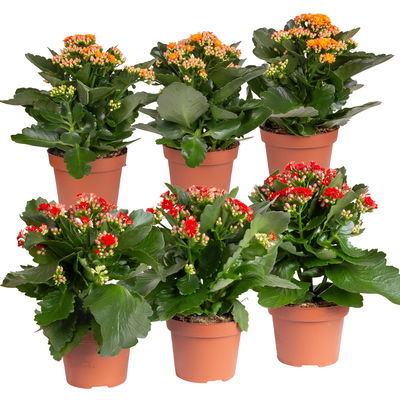 Kalanchoe 'Calandiva'®, rot&orange, Topf-Ø 12 cm, Höhe ca. 20-30 cm, 6er-Set Kalanchoe 'Calandiva'®, rot&orange, Topf-Ø 12 cm, Höhe ca. 20-30 cm, 6er-Set