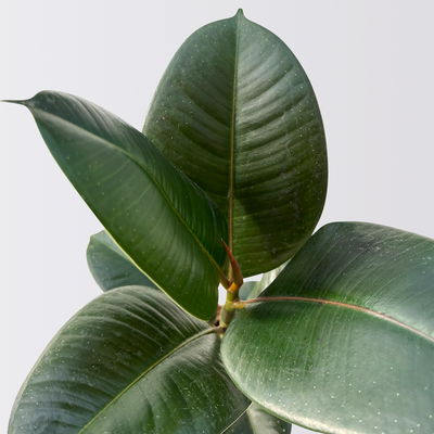 Gummibaum 'Robusta' in Topf Dallas, weiß Topf-Ø 12cm, Höhe ca. 40-45 cm, 3er-Set Gummibaum 'Robusta' in Topf Dallas, weiß Topf-Ø 12cm, Höhe ca. 40-45 cm, 3er-Set