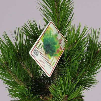 Zwerg Schlangenhautkiefer 'Little Dracula', Höhe 30-40 cm, Topf 4 Liter, 2er-Set Zwerg Schlangenhautkiefer 'Little Dracula', Höhe 30-40 cm, Topf 4 Liter, 2er-Set