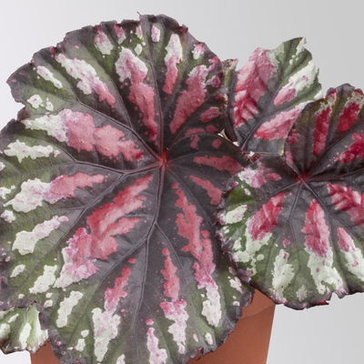 Grünpflanzenset für Grüne Wand, bunter Mix, Topf-Ø 8,5 cm, 12 Pflanzen