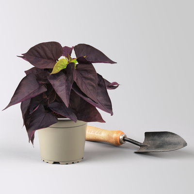 Grabbepflanzung Sommer weiß-rosa, 12 Pflanzen