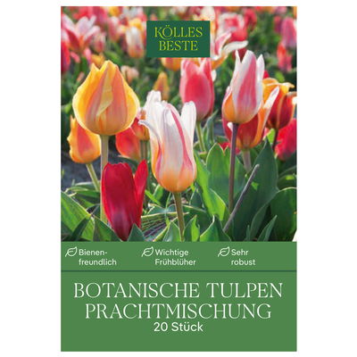 Botanische Tulpen 'Prachtmischung', 20 Blumenzwiebeln