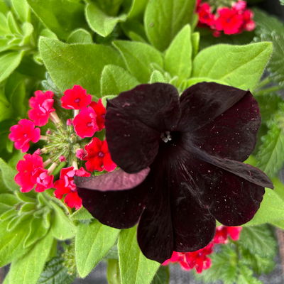 Eisenkraut/Petunien Duo, schwarz-rot, Topf-Ø 14 cm, 4 Pflanzen