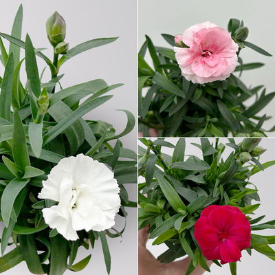 Dianthus 'Oscar' Mini, Farbmix, Topf-Ø 7 cm, 6 Pflanzen