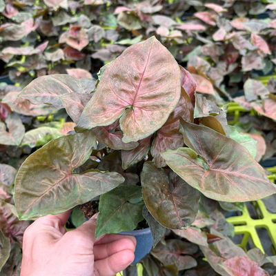 Syngonium 'Maria', Topf-Ø 12cm, 2 Pflanzen