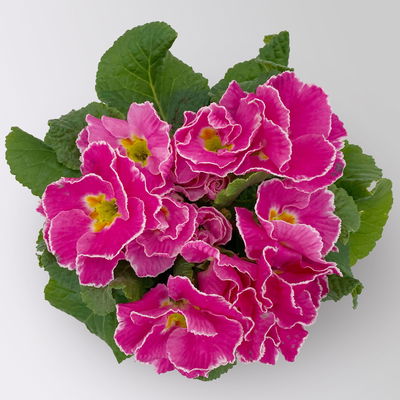 Primel 'Sirococco', Farben zufällig, gerüscht, Topf-Ø 11 cm, 8 Pflanzen