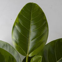 Ficus altissima, Topf-Ø 21 cm, Höhe ca. 100 cm