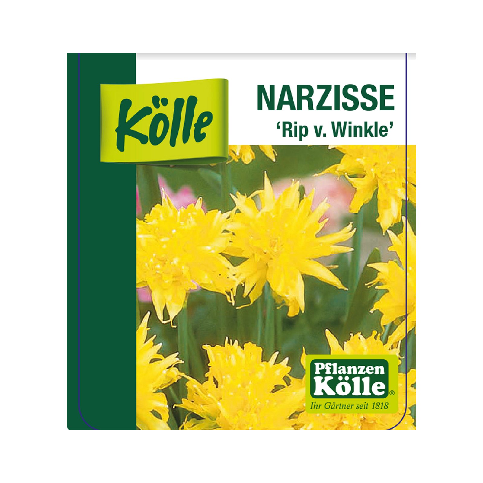 Narzisse 'Rip van Winkle' gelb, vorgetrieben, Topf-Ø 10 cm, 6er-Set