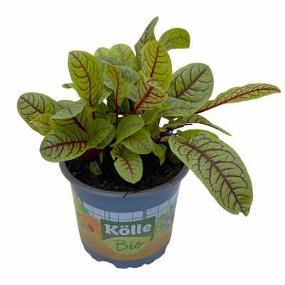 Blutampfer, Kölle Bio, 12cm Topf, frisch aus unserer Bio-Gärtnerei Blutampfer, Kölle Bio, 12cm Topf, frisch aus unserer Bio-Gärtnerei