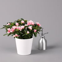 Azalee in Keramiktopf weiß, Rosa-/Weißtöne, gefüllt, Topf-Ø 12 cm, 3er-Set