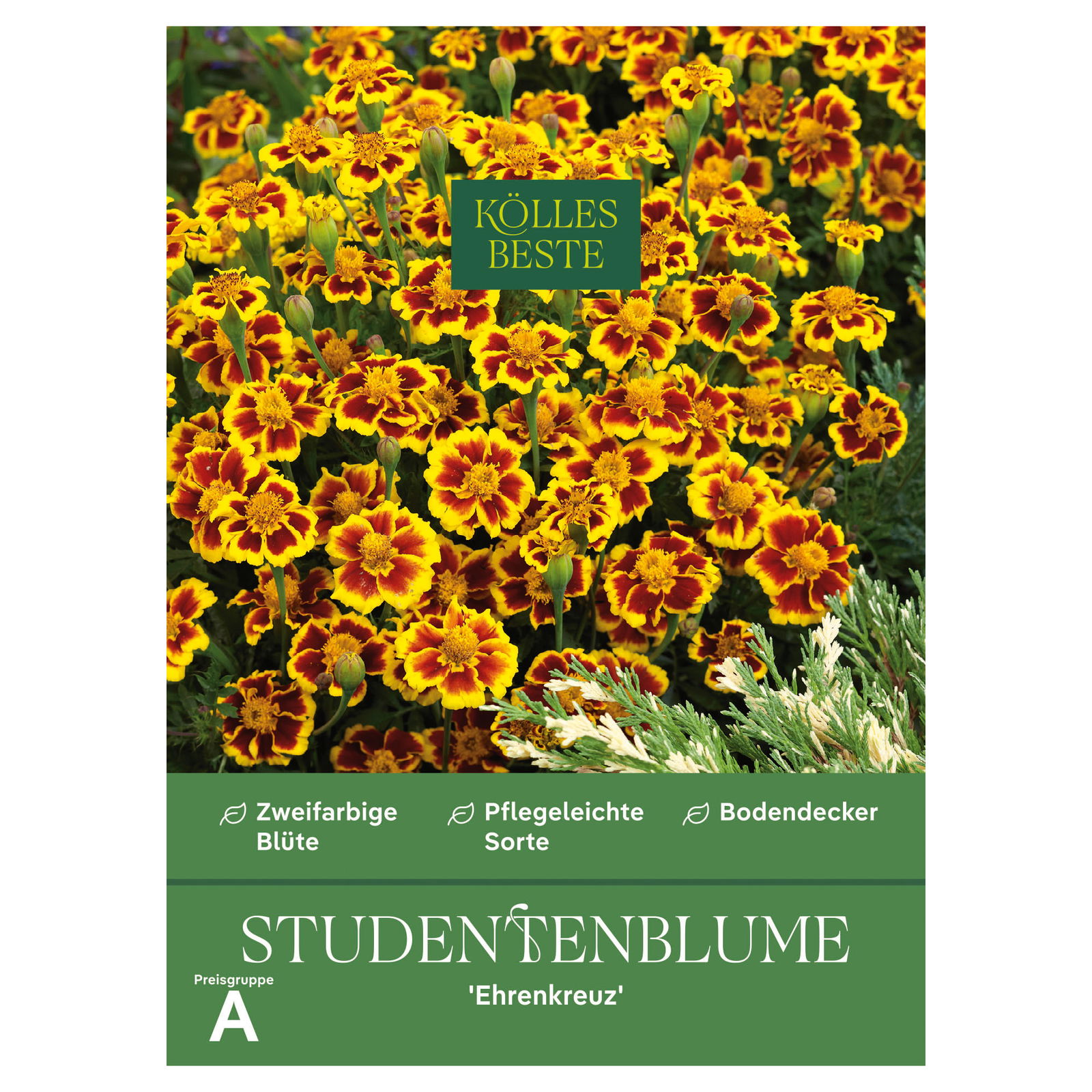 Kölles Beste Blumensamen, Studentenblume 'Ehrenkreuz'