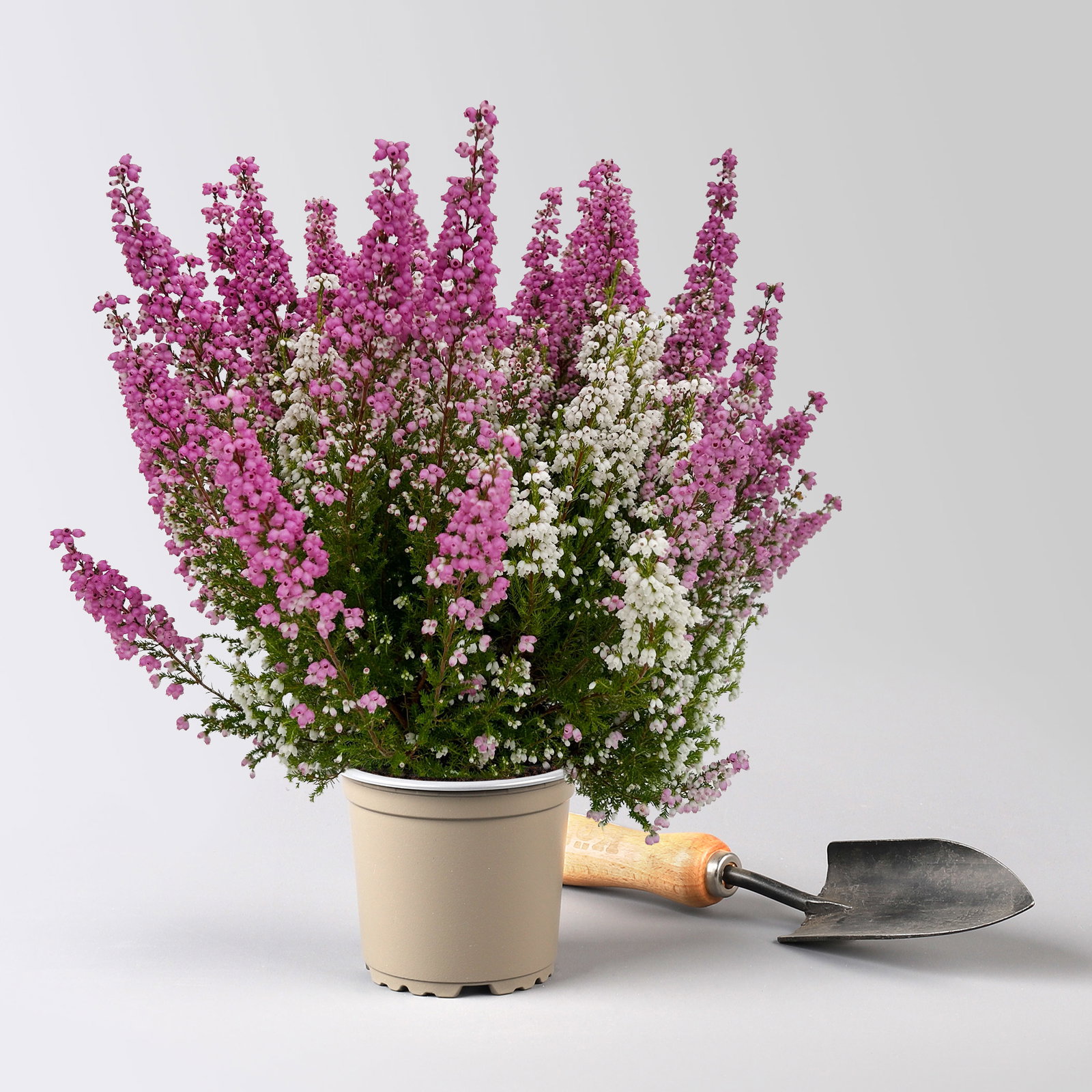 Glockenheide 'Duo', rosa-weiß, Topf-Ø 11 cm, 6 Pflanzen Glockenheide 'Duo', rosa-weiß, Topf-Ø 11 cm, 6 Pflanzen