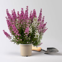 Glockenheide 'Duo', rosa-weiß, Topf-Ø 11 cm, 6 Pflanzen Glockenheide 'Duo', rosa-weiß, Topf-Ø 11 cm, 6 Pflanzen