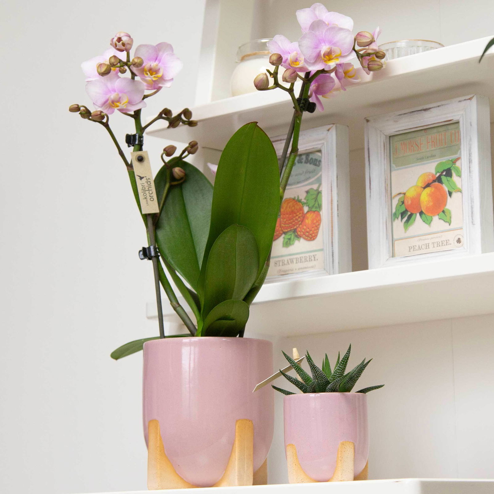 Phalaenopsis, Rosatöne, 2 Rispen, Topf-Ø 9 cm, Höhe ca. 30 cm