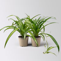 Bio Grünlilie 'Hawaiian', Topf-Ø 12 cm, 2 Pflanzen