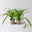 Bio Grünlilie 'Hawaiian', Topf-Ø 12 cm, 2 Pflanzen Bio Grünlilie 'Hawaiian', Topf-Ø 12 cm, 2 Pflanzen