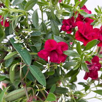 Zauberglöckchen-Schneewolke rot/weiß, Topf-Ø 13 cm, 6 Pflanzen Zauberglöckchen-Schneewolke rot/weiß, Topf-Ø 13 cm, 6 Pflanzen
