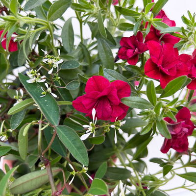 Zauberglöckchen-Schneewolke rot/weiß, Topf-Ø 13 cm, 6 Pflanzen Zauberglöckchen-Schneewolke rot/weiß, Topf-Ø 13 cm, 6 Pflanzen