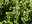 Stechpalme (Ilex) mit Blüten