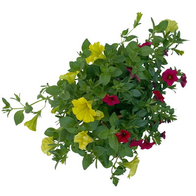 Petunie/Zauberglöckchen 'Duo', Kombination zufällig, Topf-Ø 14 cm, 4er-Set