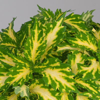 Buntnessel 'Down Town Port Fairy' hellgrün-gelb, Topf -Ø 12 cm, 6er-Set