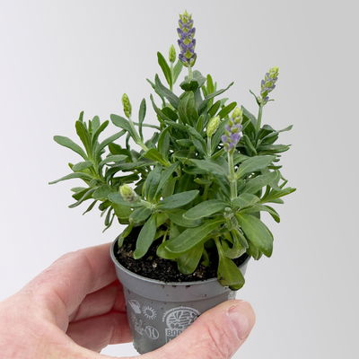 Lavendel Mini, blauviolett, Topf-Ø 6 cm, 6 Pflanzen
