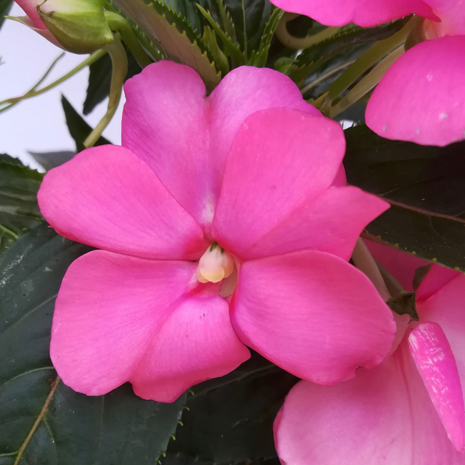 Edellieschen, rosa, Topf-Ø 12 cm, 6 Pflanzen