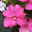 Edellieschen, rosa, Topf-Ø 12 cm, 6 Pflanzen