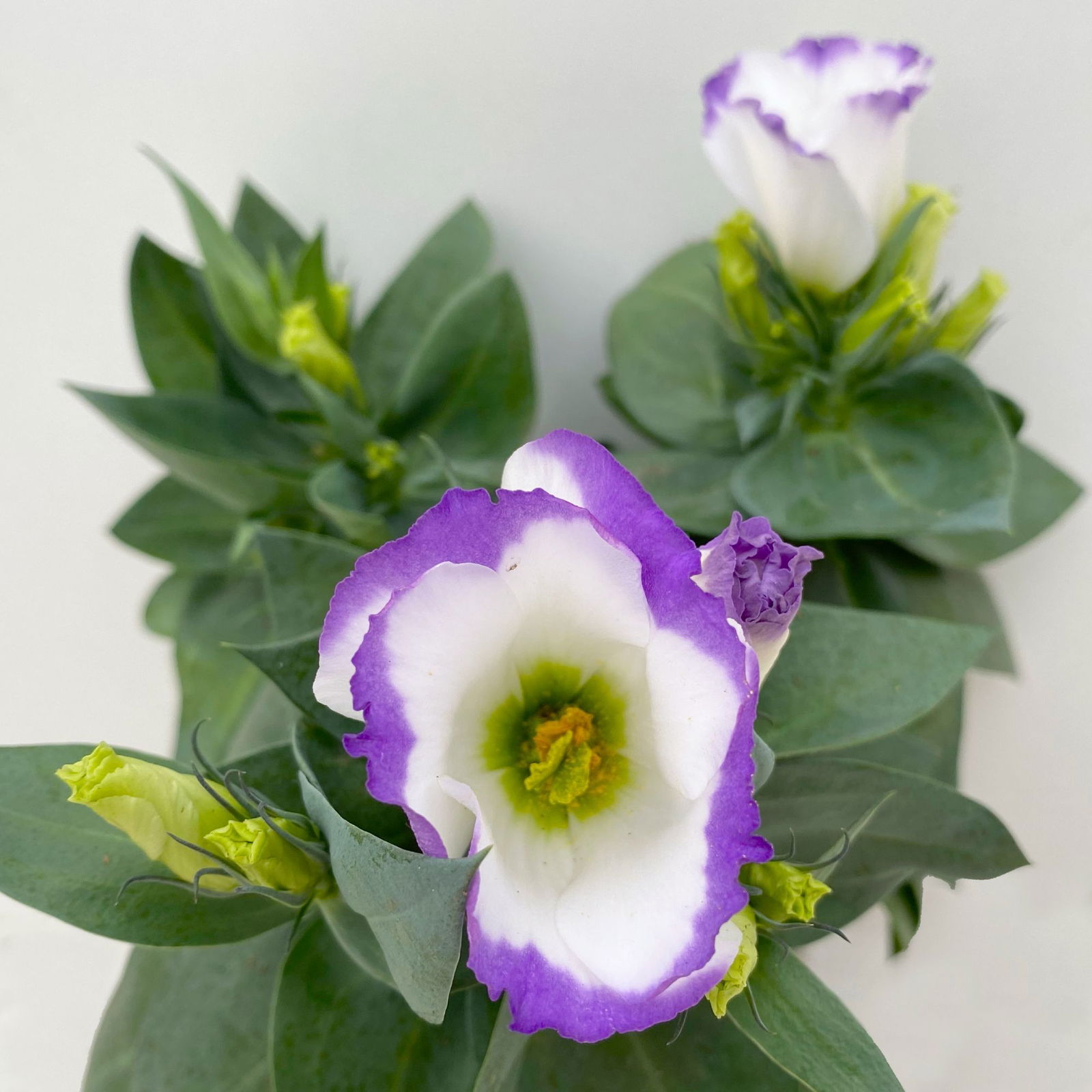 Lisianthus, weiß, Topf-Ø 10,5 cm, 8 Pflanzen