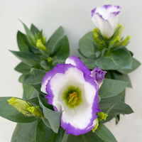Lisianthus, weiß, Topf-Ø 10,5 cm, 8 Pflanzen