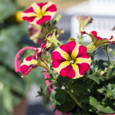 Petunie 'Amore® Queen of Hearts' rot-gelb, hängend, Topf-Ø 13 cm, 6 Pflanzen