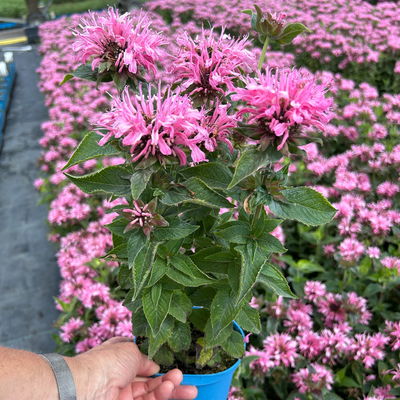Bio Indianernessel 'Pink Lace' pink, Topf 11x11 cm, 3 Pflanzen Bio Indianernessel 'Pink Lace' pink, Topf 11x11 cm, 3 Pflanzen