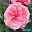 Duftende Edelrose 'Comeback'®, rosa bis hellrosa, Doppelbogen, Topf 7,5 Liter