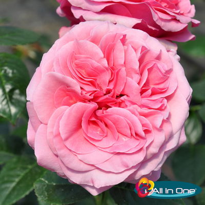 Stammrose 'Comeback'®, Edelrose, Stammhöhe 60cm, Topf 7,5 Liter