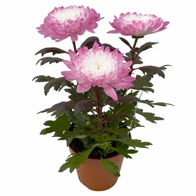 Chrysantheme 'Zembla Make-Upz® Uno Mix, Farben zufällig, Topf-Ø 13 cm, 3er-Set Chrysantheme 'Zembla Make-Upz® Uno Mix, Farben zufällig, Topf-Ø 13 cm, 3er-Set