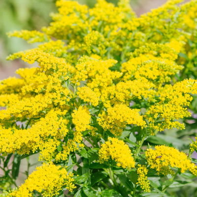 Goldrute 'Sweety' gelb, Höhe 60-80 cm, Topf 3 Liter Goldrute 'Sweety' gelb, Höhe 60-80 cm, Topf 3 Liter
