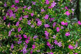 Japanische Scheinmyrthe